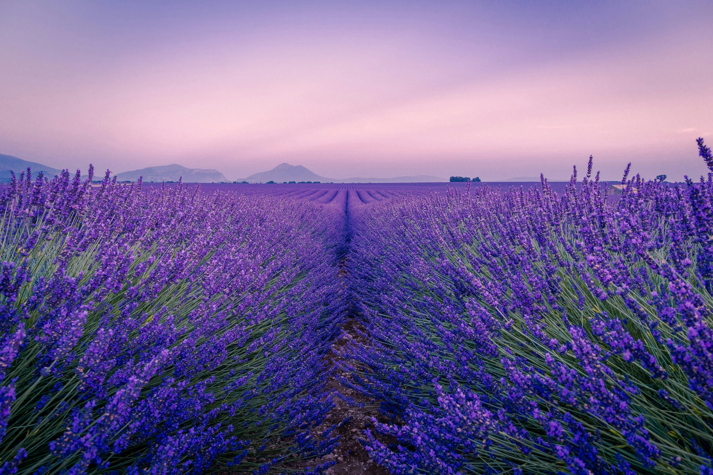 Lavender field in Provence