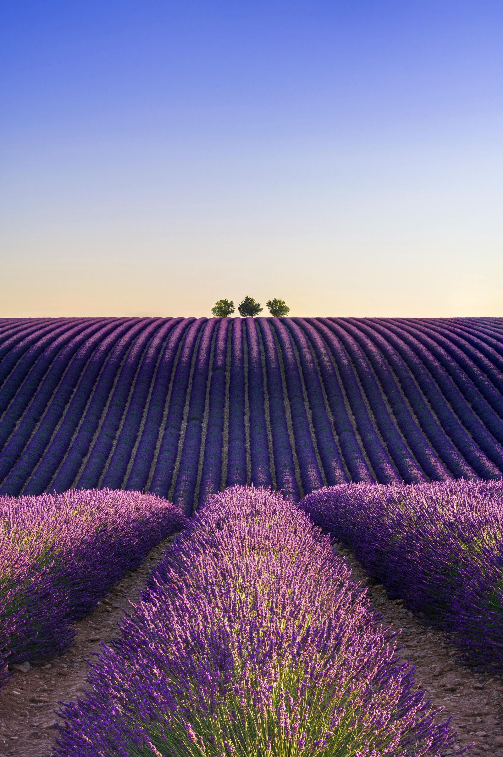 Champ de lavande à Valensole, rangs alignés à perte de vue avec ciel coucher de soleil